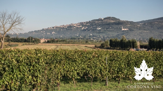 Consorzio Vini Cortona 