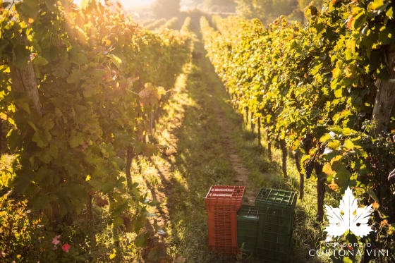 Consorzio Vini Cortona 