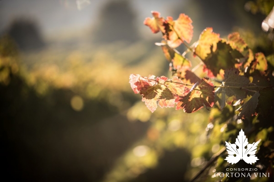 Consorzio Vini Cortona 
