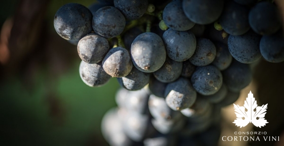 Consorzio Vini Cortona 