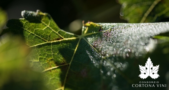 Consorzio Vini Cortona 