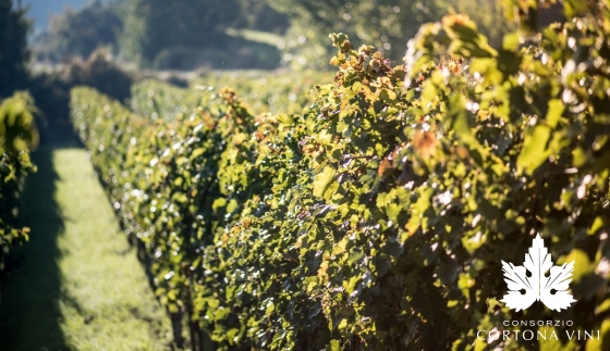 Consorzio Vini Cortona 