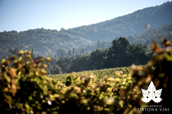 Consorzio Vini Cortona 