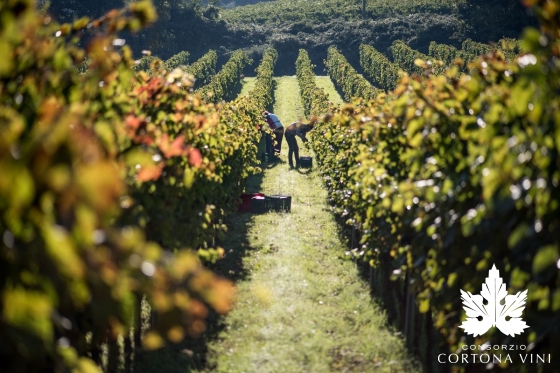 Consorzio Vini Cortona 
