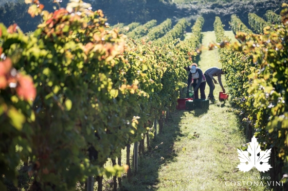 Consorzio Vini Cortona 