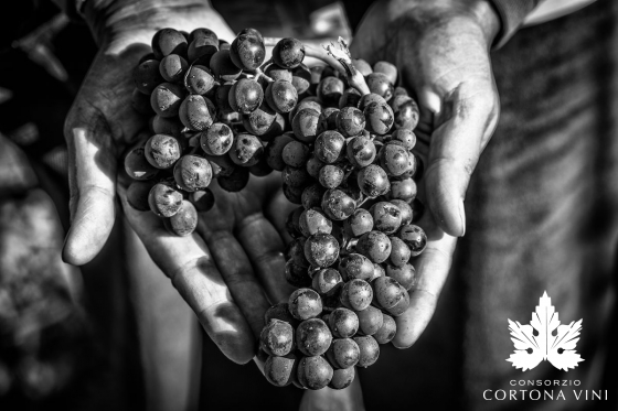 Consorzio Vini Cortona 