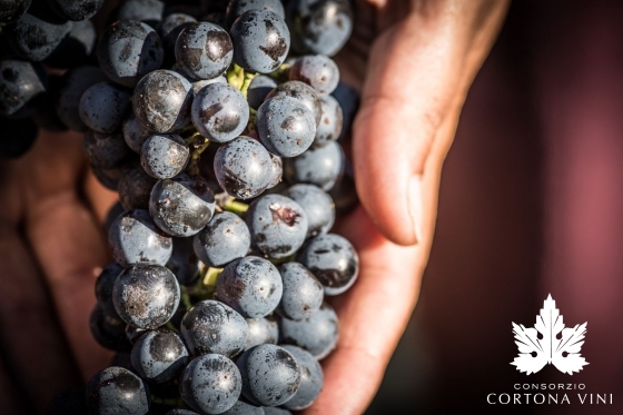 Consorzio Vini Cortona 