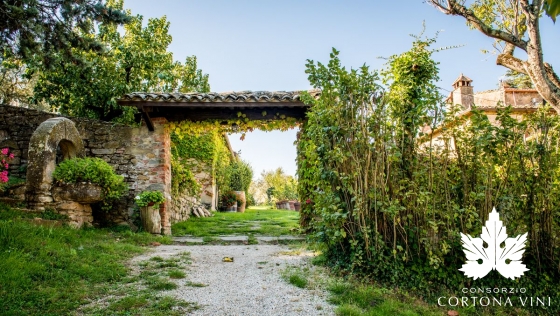 Consorzio Vini Cortona 