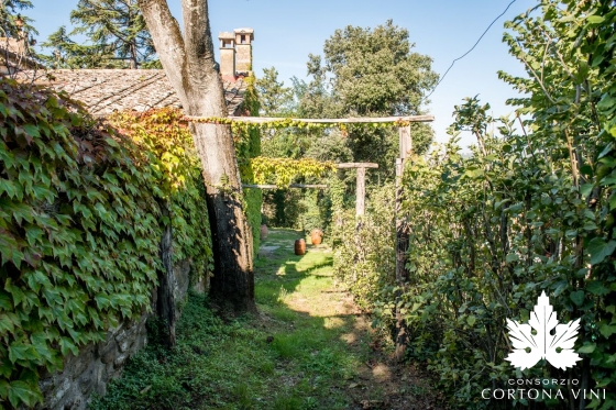Consorzio Vini Cortona 