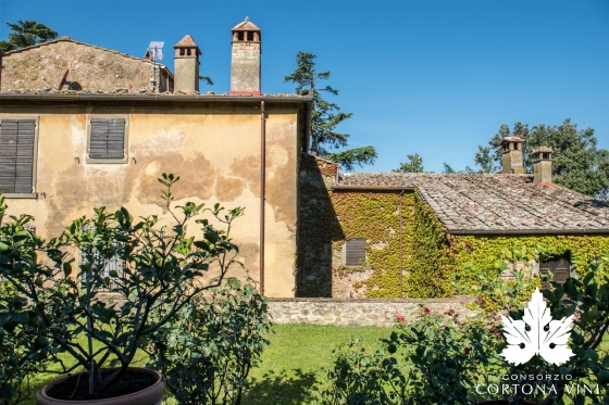 Consorzio Vini Cortona 