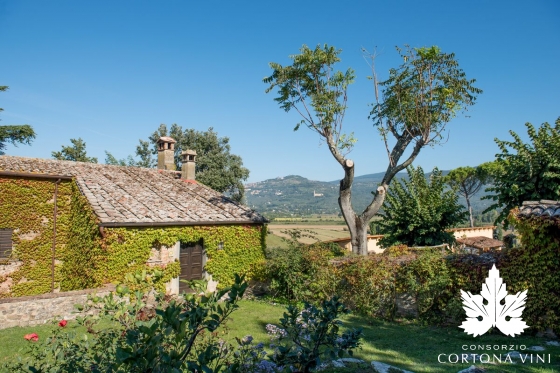 Consorzio Vini Cortona 